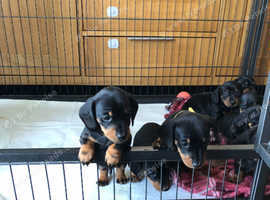 Dachshund Dogs Puppies For Sale Rehome In Falmouth Find Dogs