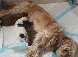 3 beautiful shih tzu boys