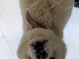 Male Bear-headed Akita For Sale in Bradford BD8 on Freeads Classifieds