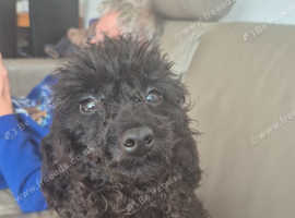 Miniature poodle
