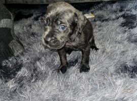 Cane corso x puppies