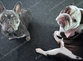Female French bulldog