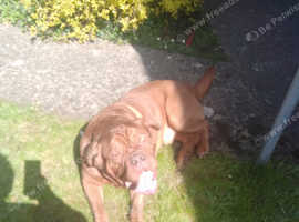 URGENT HOME NEEDED price negotiable