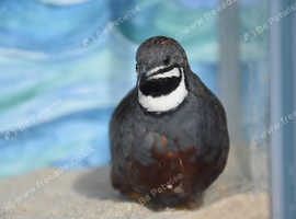 Chinese painted quail eggs