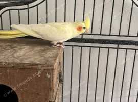 Lovely bird for sale wive cage £130