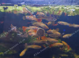 Guppies & Cherry Shrimp for Sale