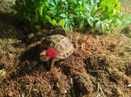 Baby Tortoise & terrarium