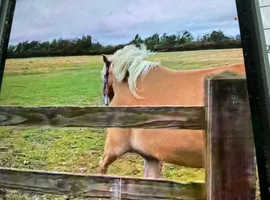 Pedigree Haflinger filly
