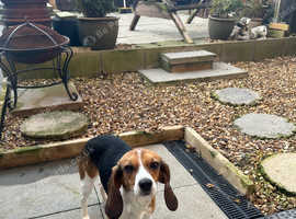 2 yr old female beagle