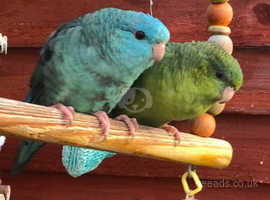 Gorgeous DNA'd pair of lineolated parakeets