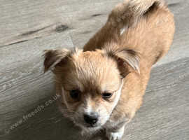 Beautiful pomchi puppies