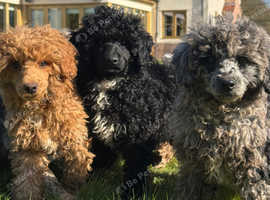 **One Boy & Girl Left** FULL VAX & CHIPPED