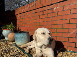Beautiful Male Labourer Retriever