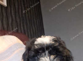 Boy puppy