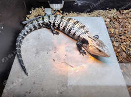 Rare Axanthic Halmahera blue tongue skink lizard