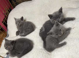 Beautiful British Blue kittens!!! Sire:GCCF active registered