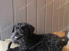 Kerry blue terrier male