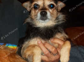 3 chihuahua Yorkie puppies for sale