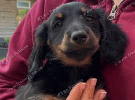 Dachshund  minature pra puppies ready soon