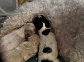 Shihpoo puppy