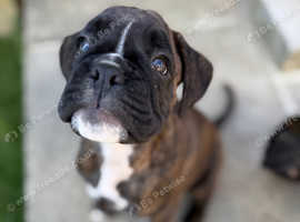 Last Boy amazing pedigree kc reg