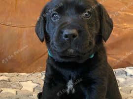 BEAUTIFUL SPRINGADOR PUPPIES