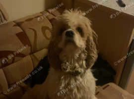 Beautiful bitch and dog for rehoming