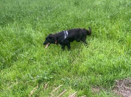 2 border collies have to go together can't be separate
