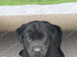 beautiful Labrador