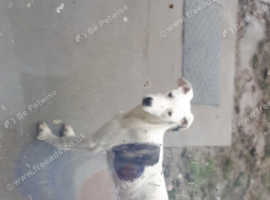 Lurcher Dogs And Puppies For Sale And Rehome In Isle Of Anglesey