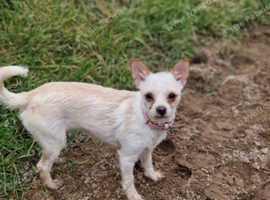 Long Haired Chihuahua Cross Bitch 1 Year Old In Wakefield Wf3 On 