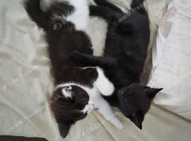 2 kittens for sale. Boy/Girl