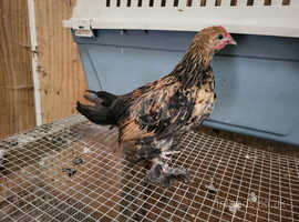 2024 Hatch Bantams Now Available