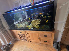 Fish tank ND Aquatics custom Malawi