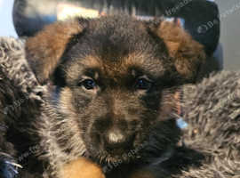Glenconner German Shepherds Hi