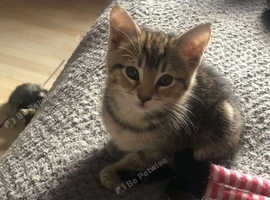 Kitten for sale