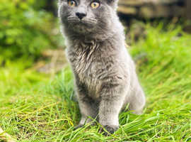 Grey Nebelung Kitten
