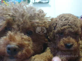 WAFFLE DOG-  LAST ONE REMAINING REDUCED-Pedigree Pure Red Toy Poodle Puppy