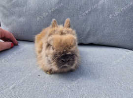 2 beautiful lionheads ready now £120 pair