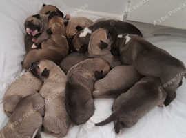 Gorgeous blue/fawn and black/grey * Bully Kutta x Turkish Kangal/Alibi puppies for sale *