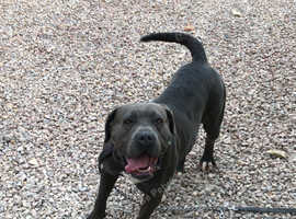 Cane corso