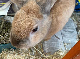 2 Male Rabbits, free to loving home