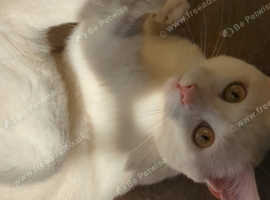 Adorable Rare F1 Lykoi Werewolf Boy