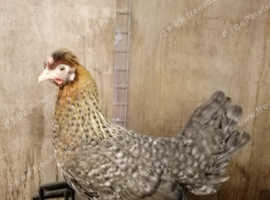 CREAM LEGBAR HYBRIDS  POINT OF LAY