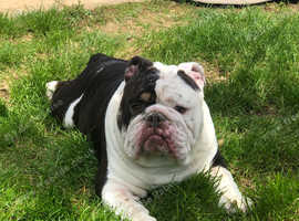British bulldog