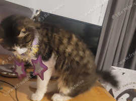 Missing 6 days my cat 'Newton'.