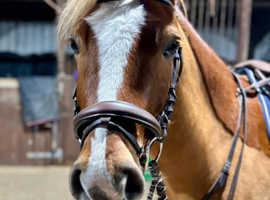 6yr old Welsh D Gelding