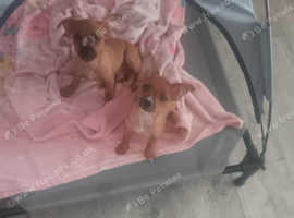 i have 3 dogs 2 boys 1 girl for sale