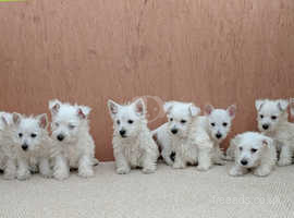 Westie Puppies For Sale