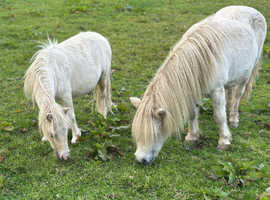 Handsome Pair of Shetland Geldings